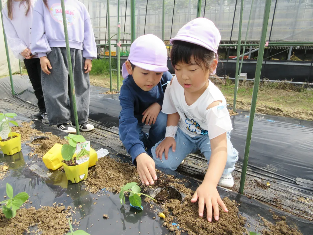 Two children in purple caps plant seedlings in a plastic-mulched garden bed inside a greenhouse.