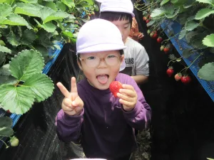 Young girl in a pink cap holding a bright strawberry while making a peace sign in a strawberry field with others in the background