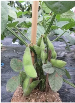 Peanut plant with several green peanut pods forming along the stem near the soil, supported by a stake.