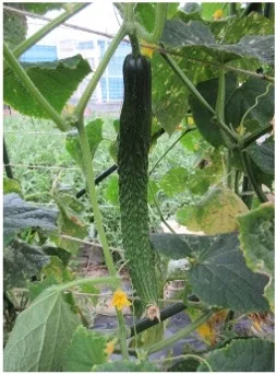 A cucumber hanging from a vine with large green leaves in a garden bed.