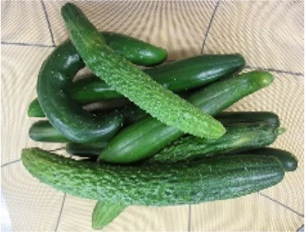 Pile of fresh green cucumbers and bumpy bitter gourds on a woven mat.