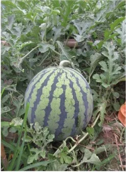 Watermelon with dark green stripes resting on the soil among garden vines. It’s growing in a vegetable patch.