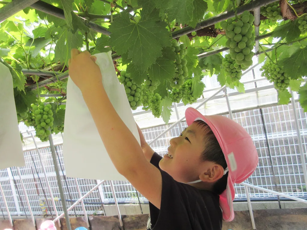 Child wearing a pink hat reaches up with a white bag to harvest green grape clusters from a vine in a greenhouse.