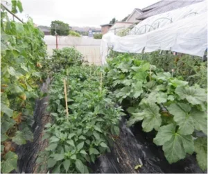 Rowed vegetable beds with climbing vines supported by stakes under a translucent plastic tunnel.