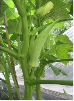 Close-up of a green bean plant with several long, light-green pods growing among thick stems and leaves.