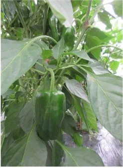 Green bell pepper growing on a plant with large green leaves in a garden.