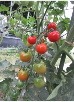 Tomato plant with clusters of red and green tomatoes hanging from the vine in a garden setting.