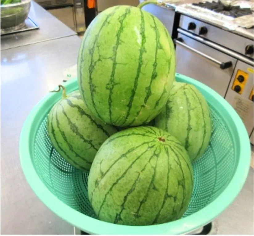 Green striped watermelons stacked in a light green plastic colander on a stainless steel kitchen counter.