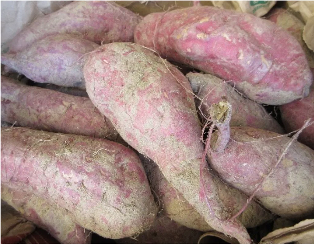 Pile of dirty purple-skinned sweet potatoes with soil clinging to their surfaces.