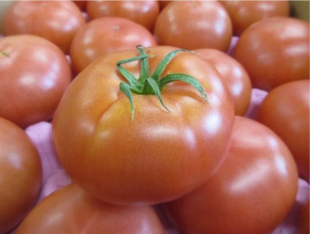 Close-up of a ripe red tomato with its green stem, surrounded by others in a display
