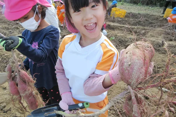 楽しみにしていたお芋掘り！大きなお芋が掘れました！