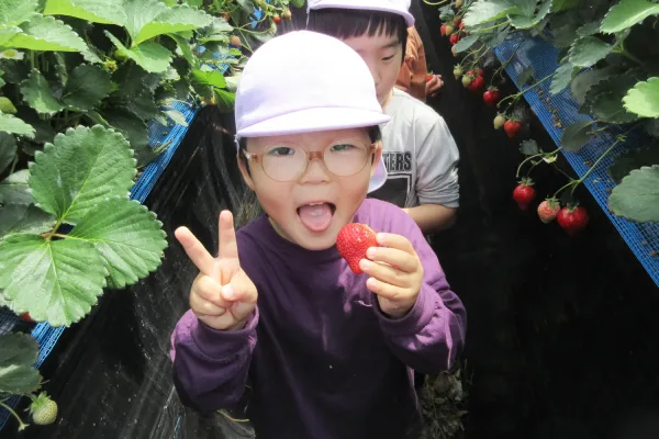 Young girl in a pink cap holding a bright strawberry while making a peace sign in a strawberry field with others in the background