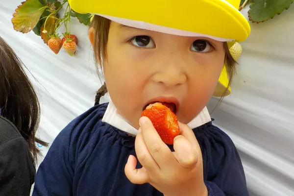 採れたてどんな味？