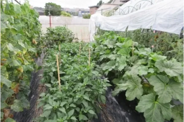 Rowed vegetable beds with climbing vines supported by stakes under a translucent plastic tunnel.