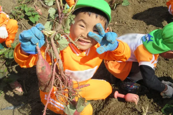 大きいお芋たくさんとれたよ！！